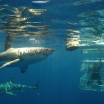 Bucket List - White Shark