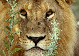 Male Lion