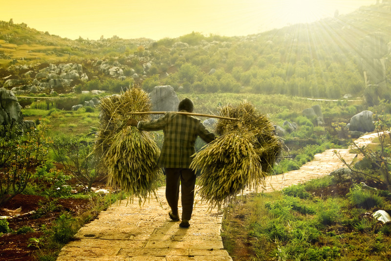 harvesting