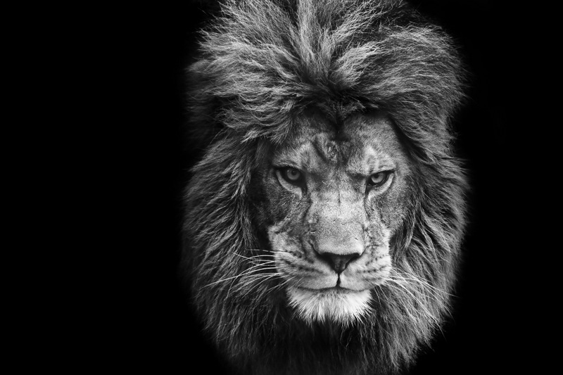 Stunning facial portrait of male lion on black background in bla